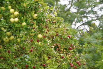Apple tree with ripe apples, September, Germany