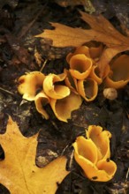 Beecherlinge in the forest, autumn time, Germany