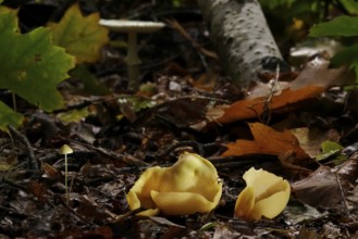 Beecherlinge in the forest, autumn time, Germany