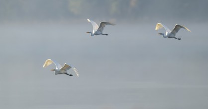 Great egret (Ardea alba), three herons flying over a lake in warm, orange morning light, Lower