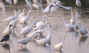 Great egret (Ardea alba), many herons and a gray heron (Ardea cinerea) stand in the shallow water
