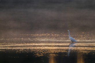 Great egret (Ardea alba) stands in warm, orange morning light in the shallow water zone of a lake,