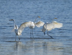 Great egret (Ardea alba), three herons fighting in the shallow water zone of a lake, dispute, blue