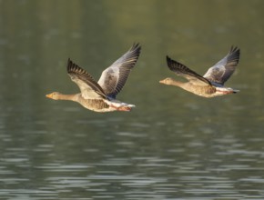 Grey goose (Anser anser), two gray geese flying over a body of water in early warm morning light,