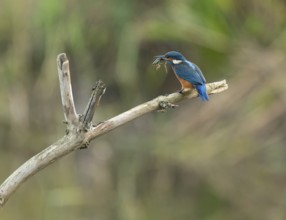 Kingfisher (Alcedo atthis) sitting on a branch, sitting room, with captured prey frog (Rana) in its