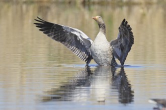 Greylag goose (Anser anser), flapping its wings on a pond, Wagbachniederung nature reserve,