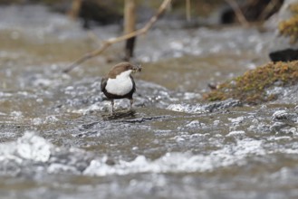 White-throated Dipper (Cinclus cinclus) standing with prey on a stone in the middle of a stream,