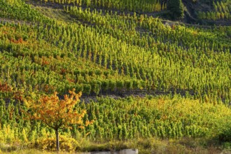Vineyards in autumn in the central Ahr valley, near Altenahr, Rhineland-Palatinate