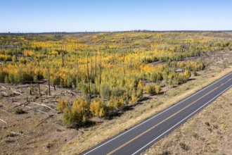 Jacob Lake, Arizona - Aspens show their brilliant fall colors as they revegetate the area burned by