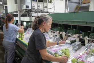 Berrien Springs, Michigan - Fresh apples are sorted and packed at Hildebrand Fruit Farms. Michigan