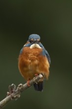 Common kingfisher (Alcedo atthis) adult male bird on a tree branch, England, United Kingdom