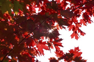 Autumn sun shining through the leaves of a maple tree, October, Germany