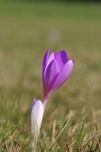 Autumn crocus (Colchicum autumnale), half-opened flowers in a meadow, endangered, protected