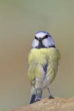 Blue tit (Parus caeruleus), sitting on a stone on the forest floor, Wilnsdorf, North