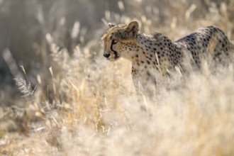 Cheetah (Acinonyx jubatus) at the Field Conservation Centre and Reserve of the Cheetah Conservation