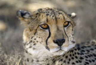 Cheetah (Acinonyx jubatus) at the Field Conservation Centre and Reserve of the Cheetah Conservation
