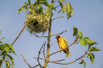 Village weaver (Ploceus cucullatus, Textor cucullatus) at the nest, also Textor weaver, Uganda