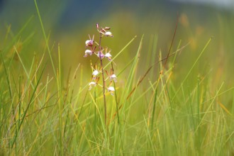 Orchid (Eulophia angolensis Rchb.f. Summerh.) in Mabamba Swamp, Lake Victoria, Uganda