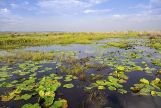 Water lilies (Nymphaeaceae), landscape at Mabamba Swamp, Lake Victoria, Uganda