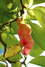 Fruits of the magnolia, September, Germany