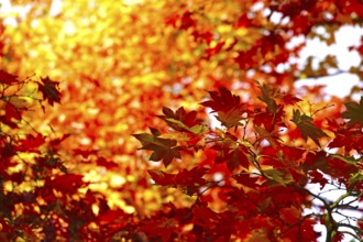Golden October, autumn leaves, Germany
