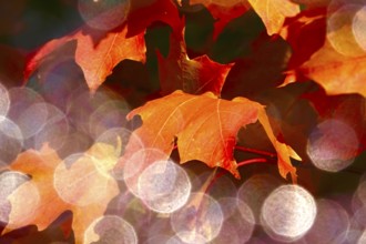 Autumn leaves with beautiful bokeh, October, Germany
