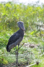 Shoebill (Balaeniceps rex) in the swamps of Mabamba between Papyrus, Lake Victoria, Uganda