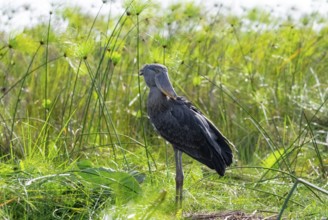 Shoebill (Balaeniceps rex) in the swamps of Mabamba between Papyrus, Lake Victoria, Uganda
