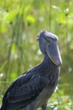 Shoebill (Balaeniceps rex) in the swamps of Mabamba, Lake Victoria, Uganda