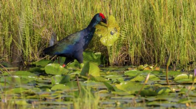 Emerald partridge (Porphyrio madagascariensis), walking on water lily pads, foraging, Mabamba