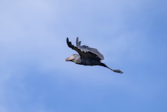 Shoebill (Balaeniceps rex) in flight, bird in the sky, Mabamba, Lake Victoria, Uganda