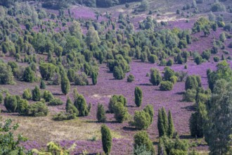 Purple flowering heath, broom heather and juniper bushes, in Totengrund, Wilsede Lüneburg Heath