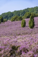 Purple flowering heath, broom heather and juniper bushes, in Totengrund, Wilsede Lüneburg Heath