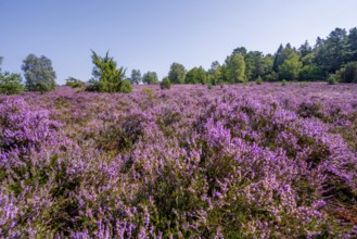 Purple flowering heath, heather and juniper bushes, Lüneburg Heath nature reserve, Lower Saxony,