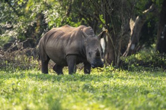 Southern white rhinoceros (Ceratotherium simum simum), Ziwa Rhino Sanctuary, Uganda