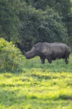 Southern white rhinoceros (Ceratotherium simum simum), Ziwa Rhino Sanctuary, Uganda
