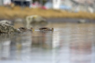 Andean duck (Anas flavirostris), Torres del Paine National Park, Patagonia, Chile, South America