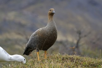 Magellanic goose (Chloephaga picta) female, Patagonia, South America