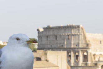 Yellow-legged gull (Larus michahellis) adult bird on an ancient city building with The Colosseum in