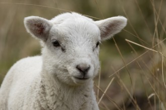 Domestic sheep (Ovis aries) juvenile baby lamb farm animal head portrait in spring, England, United