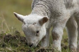 Domestic sheep (Ovis aries) juvenile baby lamb farm animal feeding in grassland in spring, England,