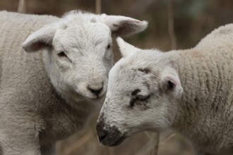 Domestic sheep (Ovis aries) two juvenile baby lambs farm animals greeting each other in spring,