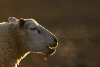 Domestic sheep (Ovis aries) adult farm animal bleeting in winter, England, United Kingdom