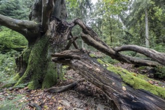 Old dying copper beech (Fagus sylvatica), Emsland, Lower Saxony, Germany