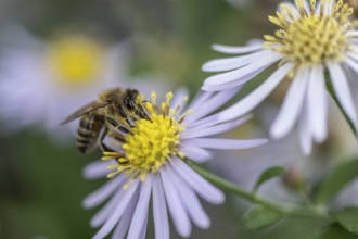 Honey bee (Apis mellifera) on wild aster (acer ageratoides), Rhineland-Palatinate, Germany