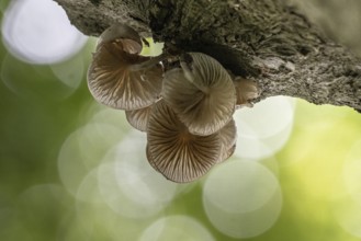 Ringed beech slime moulds (Oudemansiella mucida), Emsland, Lower Saxony, Germany