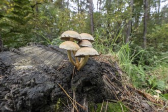 Sulphur tuft (Hypholoma fasciculare) Emsland, Lower Saxony, Germany