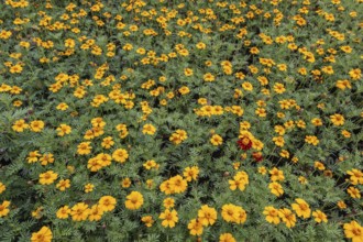Marigolds (Tagetes), Emsland, Lower Saxony, Germany