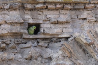 Ring-necked or Rose-ringed parakeet (Psittacula krameri) adult bird looking out of a hole in an
