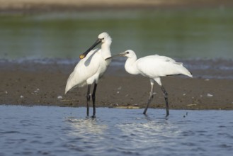 Eurasian spoonbill (Platalea leucorodia) adult bird with a juvenile bird begging for food in a